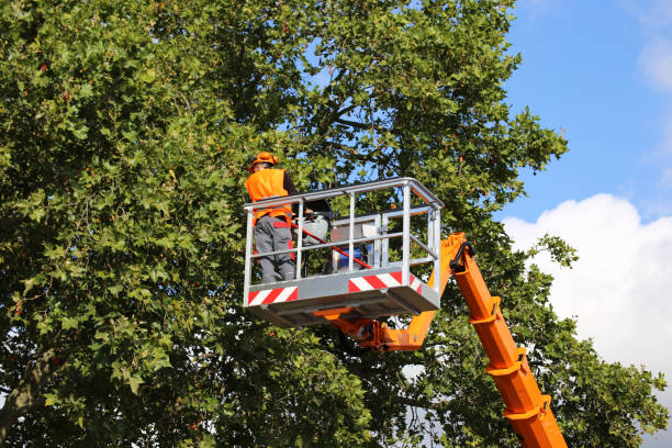 Best Tree Mulching  in Wabasha, MN